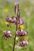 Lilium martagon